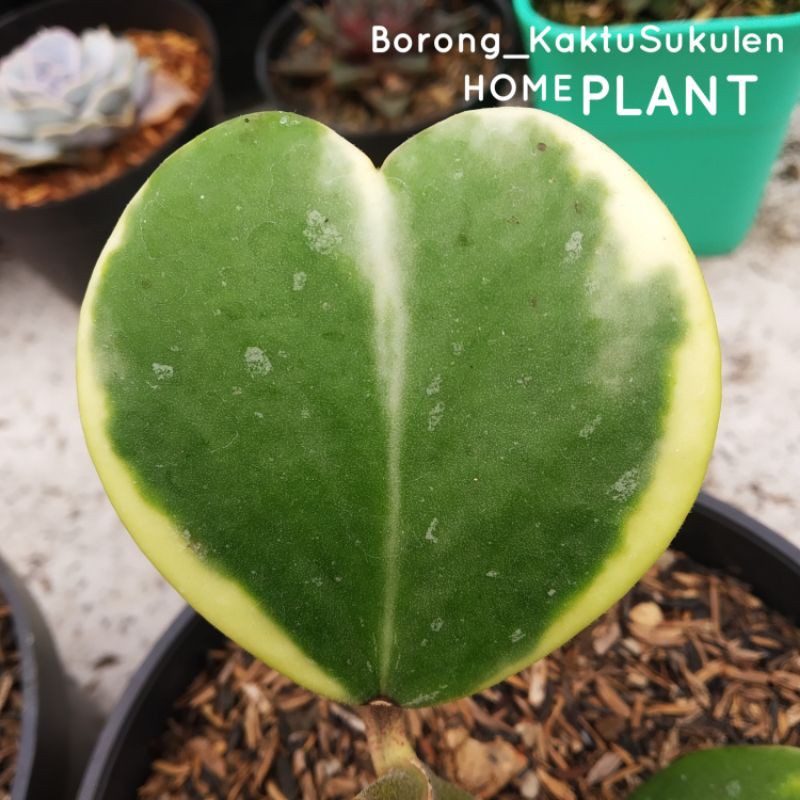 Kaktus Sukulen Love hoya variegata