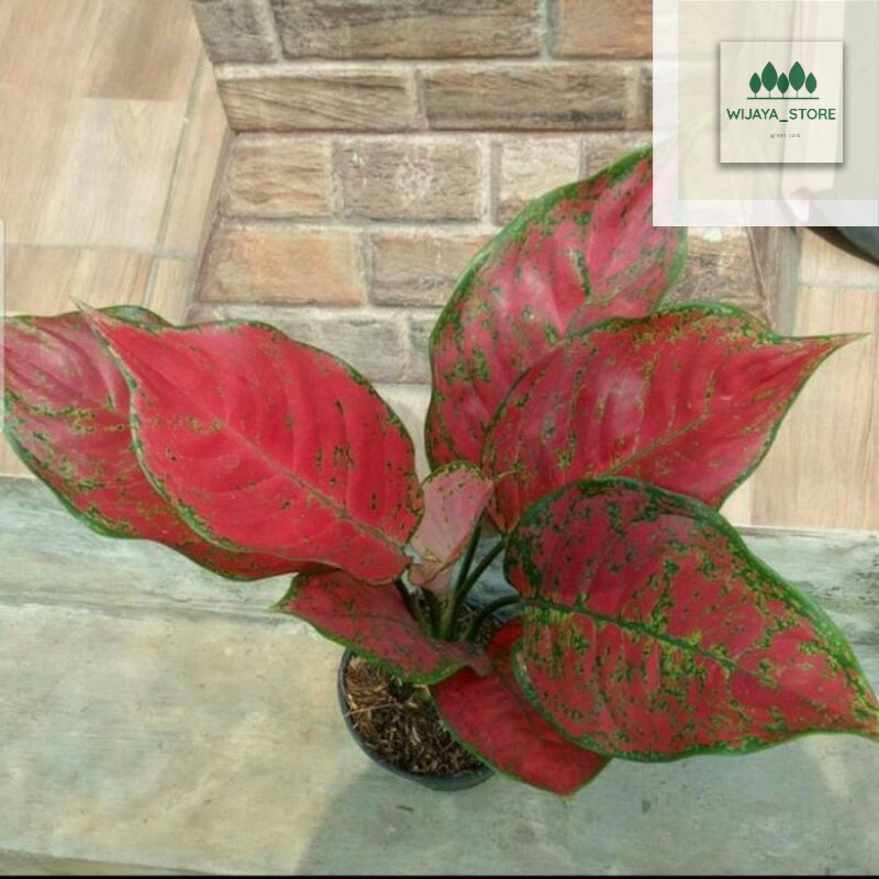 aglonema red king - tanaman hias hidup aglaonema