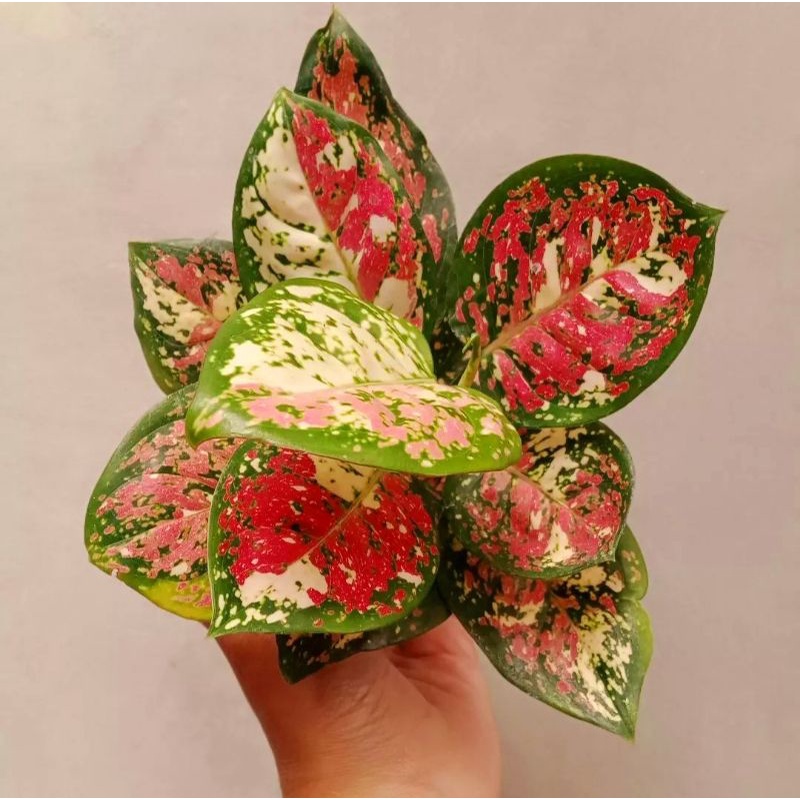 Aglonema tri color siam aurora (Tanaman hias aglaonema tri color) - tanaman hias hidup - bunga hidup