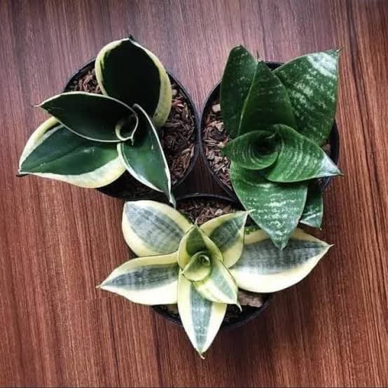 MURAH Paket 3 Tanaman Hias Sansivera Mini Hijau Lidah Mertua Hijau