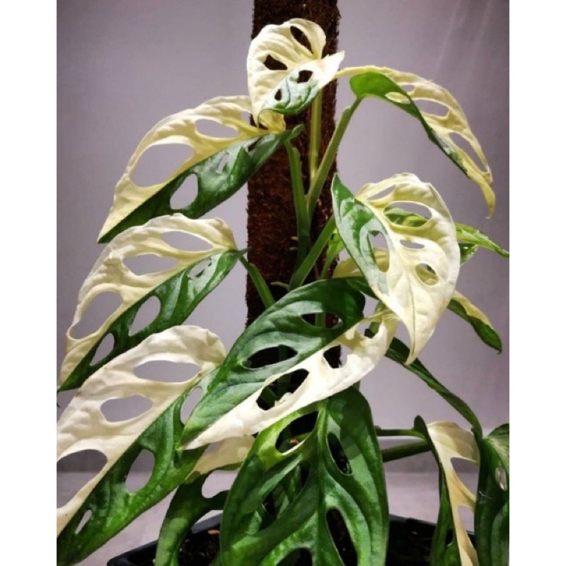 Batang bonggol monstera adansonii variegata janda bolong varigata