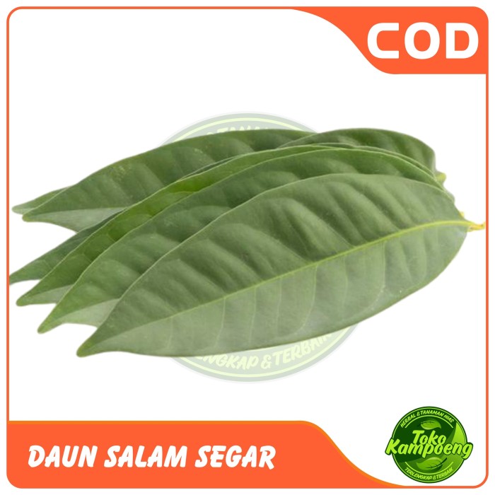 

Daun Salam Conventional 100 gram Segar
