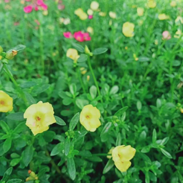 Krokot 7stek hijau epal