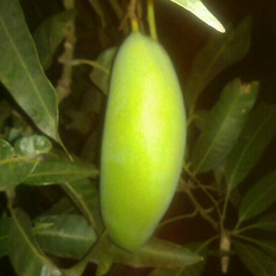 

mangga muda. tidak menjual rujak. hanya menjual buah mangga muda