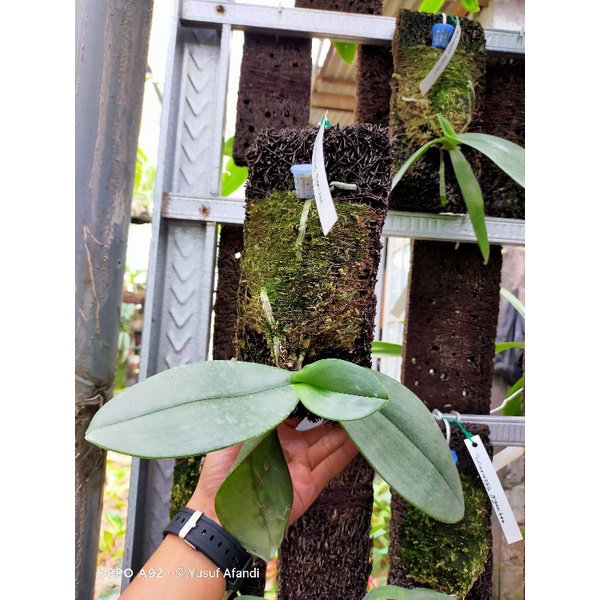 Phalaenopsis Gigantea