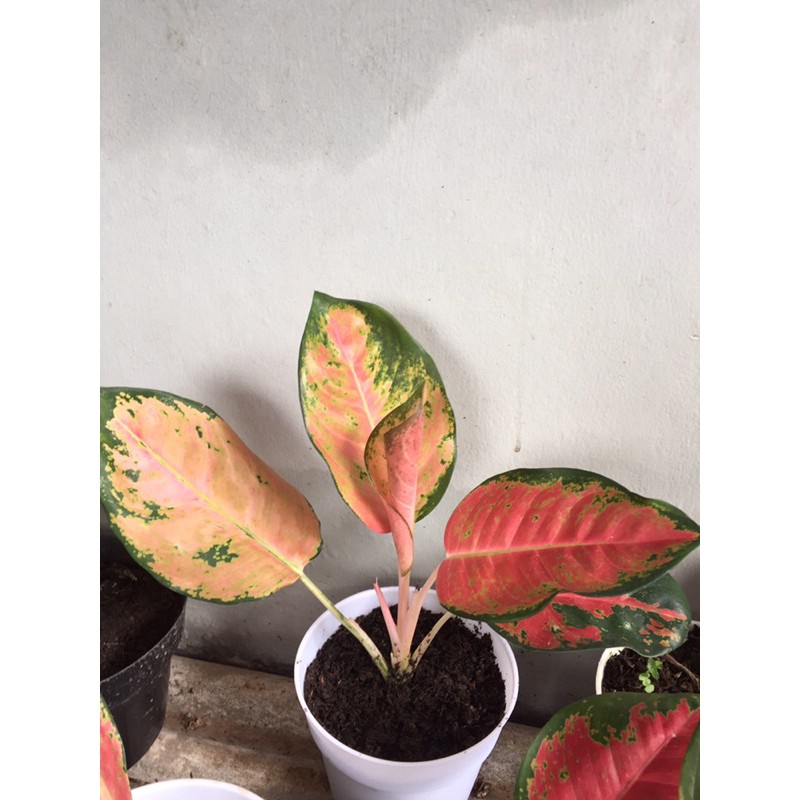 tanaman hias aglonema kochin dewasa (besar) real pictt