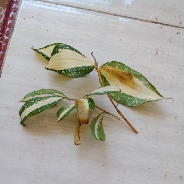 Tanaman Hias Dracena Milky-drasena Milky