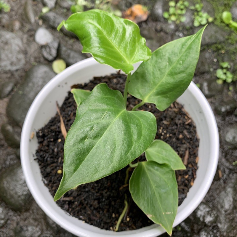 Anthurium veitchii / anturium veitchii