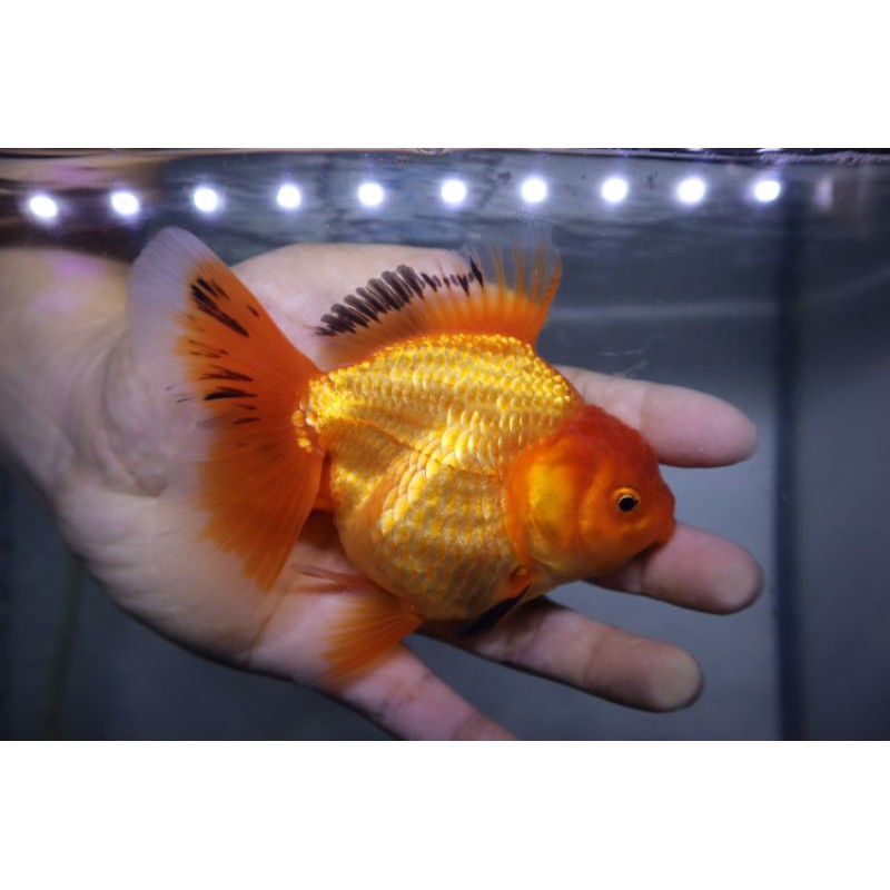 koki oranda