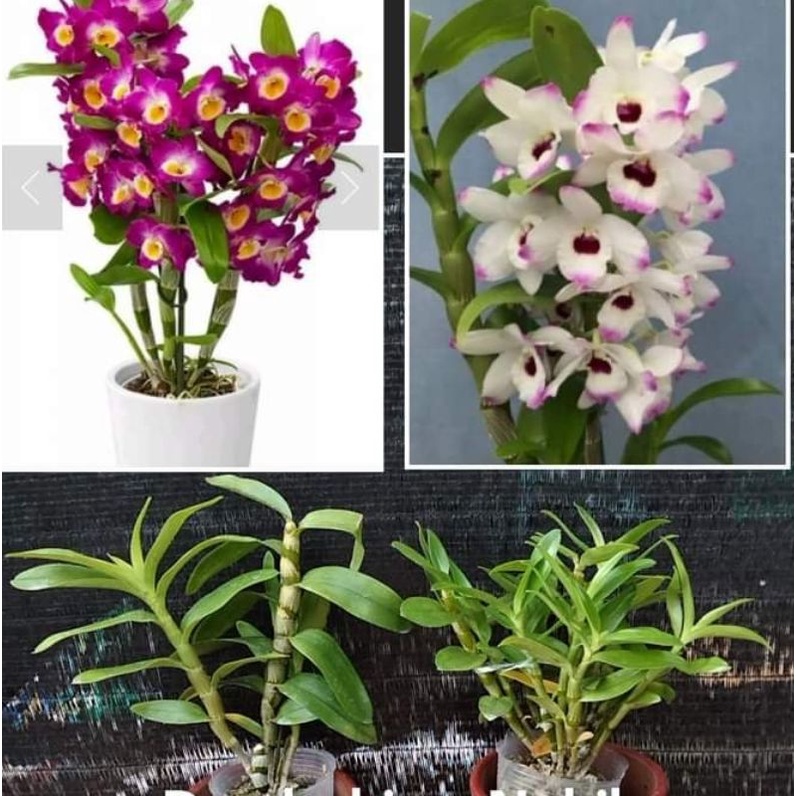 dendrobium nobile besar