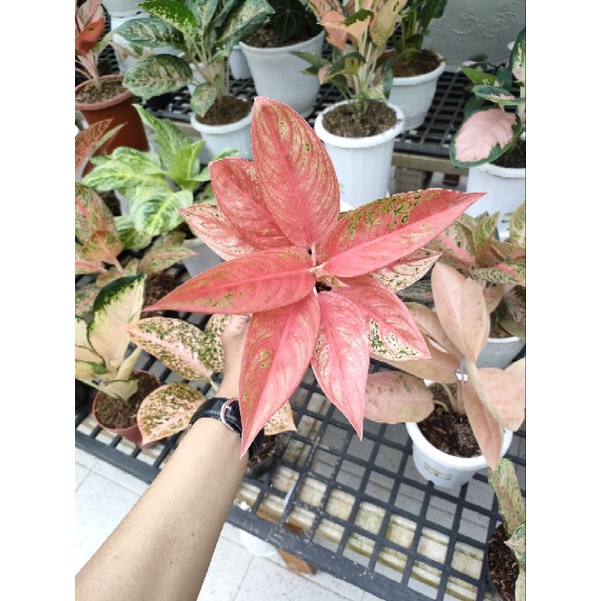 Aglonema Legacy super red
