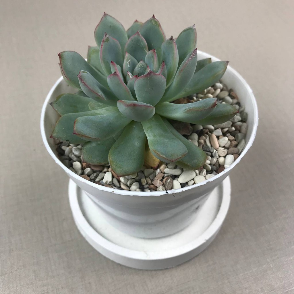 Kaktus sukulen (Echeveria Pink Line) tanaman hias hidup