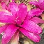 Tanaman hias bromelia pink grass