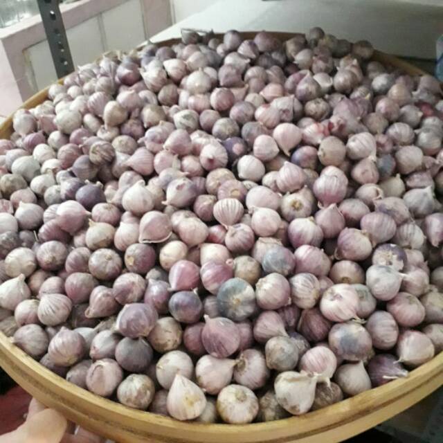 

Bawang putih tunggal 1000gram kwalitas super