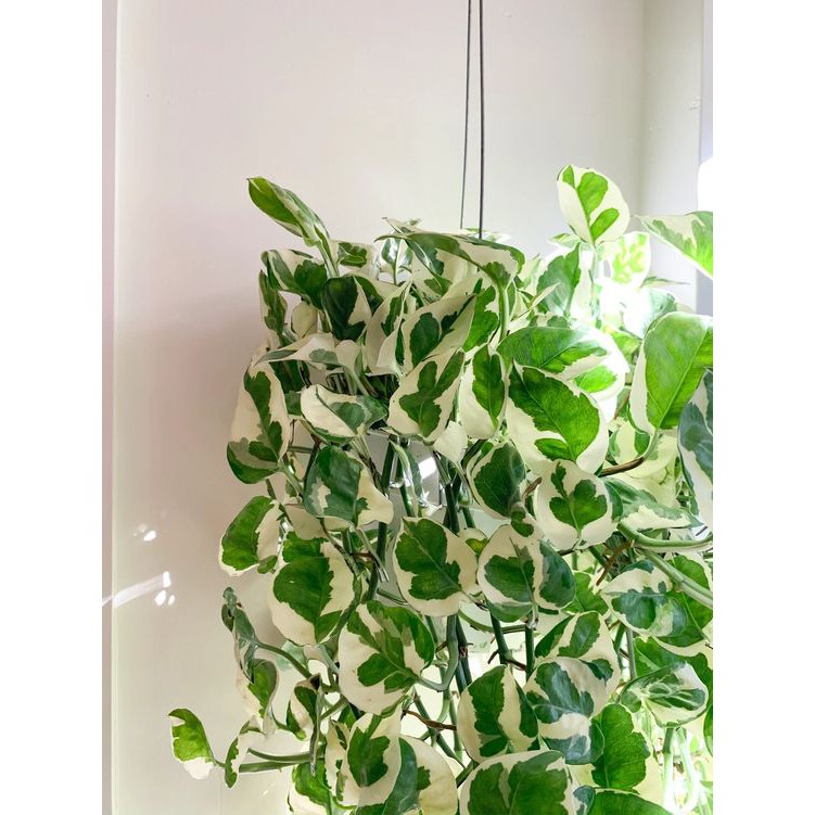 Tanaman Hias Njoy - Sirih Gading Njoy - Philodendron Njoy - Epipremnum Aureum Njoy - Njoy