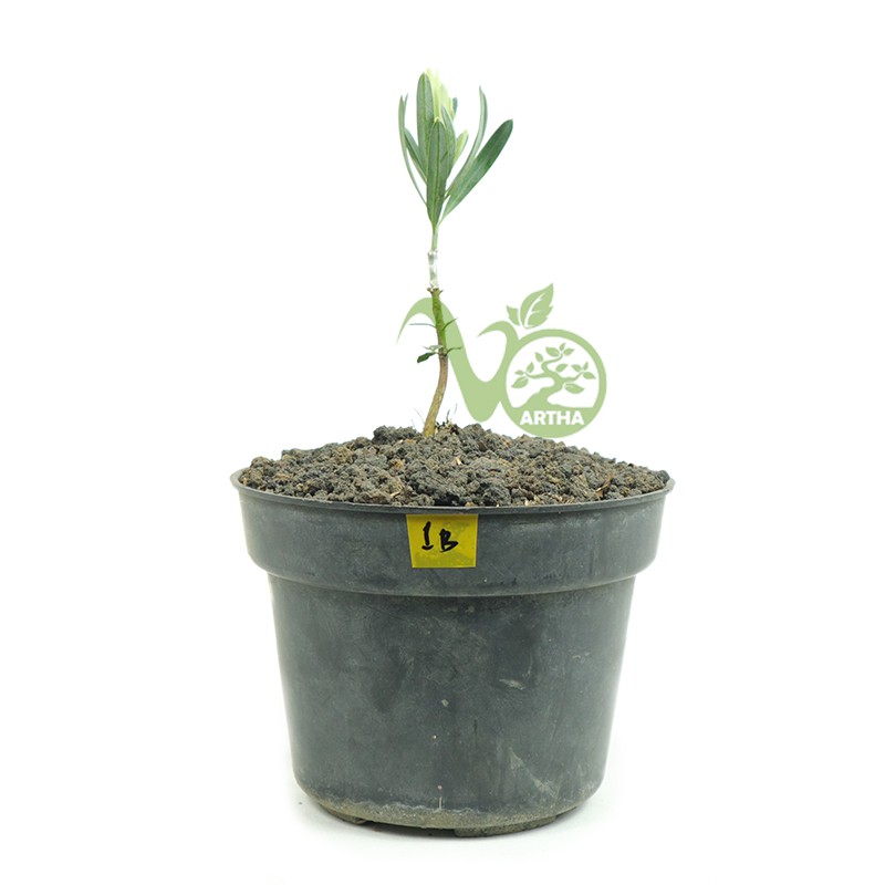 Bibit Lohansung Blue Ice/ Lohansung Silver - 1B