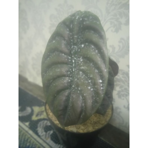 tanaman hias cuprea dewasa