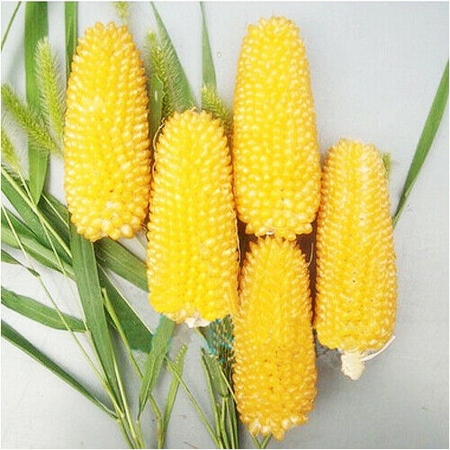 (30 Biji) Benih Bibit Jagung Popcorn