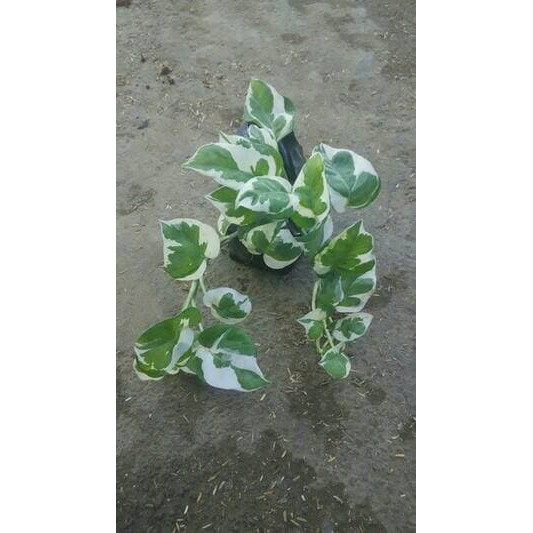 Jual Sirih Belanda Variegata Sirih Gading Shopee Indonesia