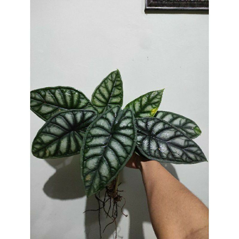 keladi tengkorak silver/dragon silver