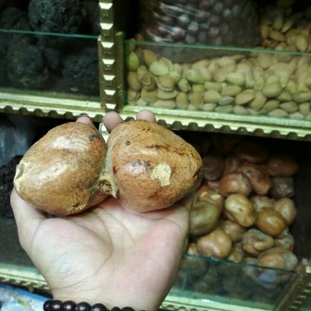 

Buah Zuriat