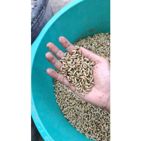 magot maggot bsf freshh 1 kg, beli 3 kg free 100 g