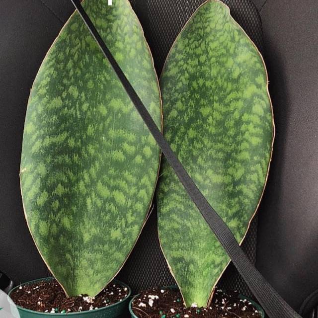 Sansiveira Centong Tanaman hias lidah mertua centong