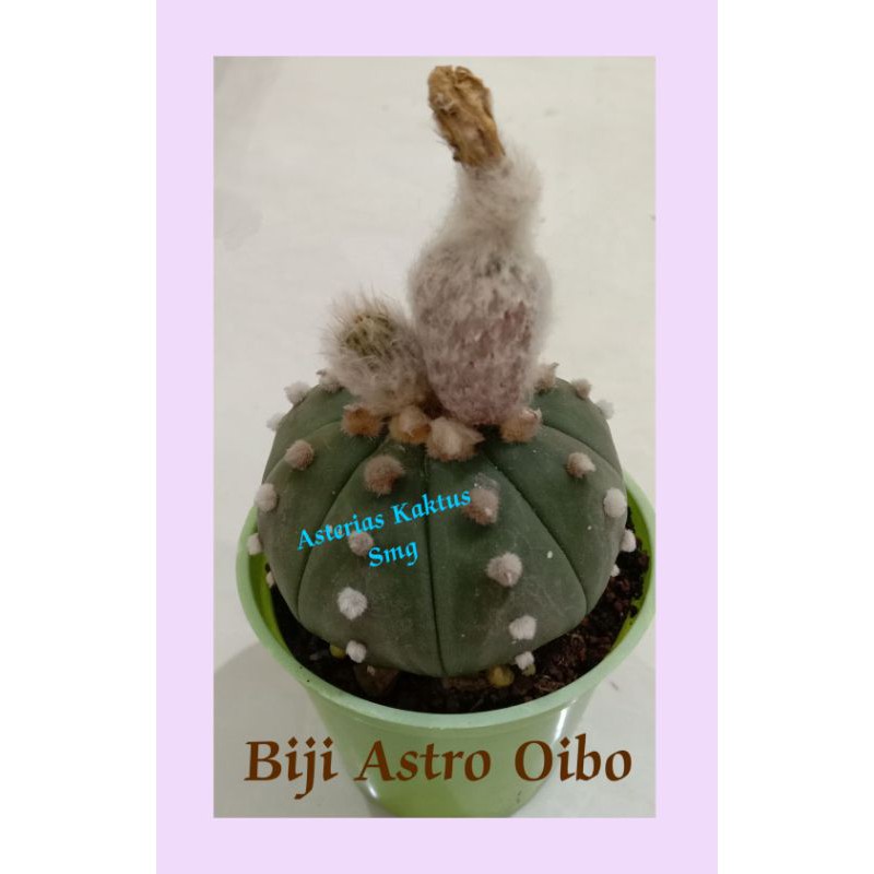 MURAH Biji Kaktus Astro Astrophytum Astro Oibo Unik 2