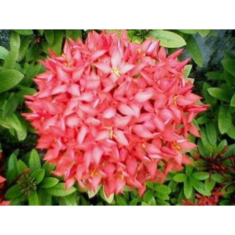 Tanaman hias soka bunga merah - soka - Tanaman Hidup-Bunga Hidup Murah Bunga Hiasan gantung Indoor-kemb