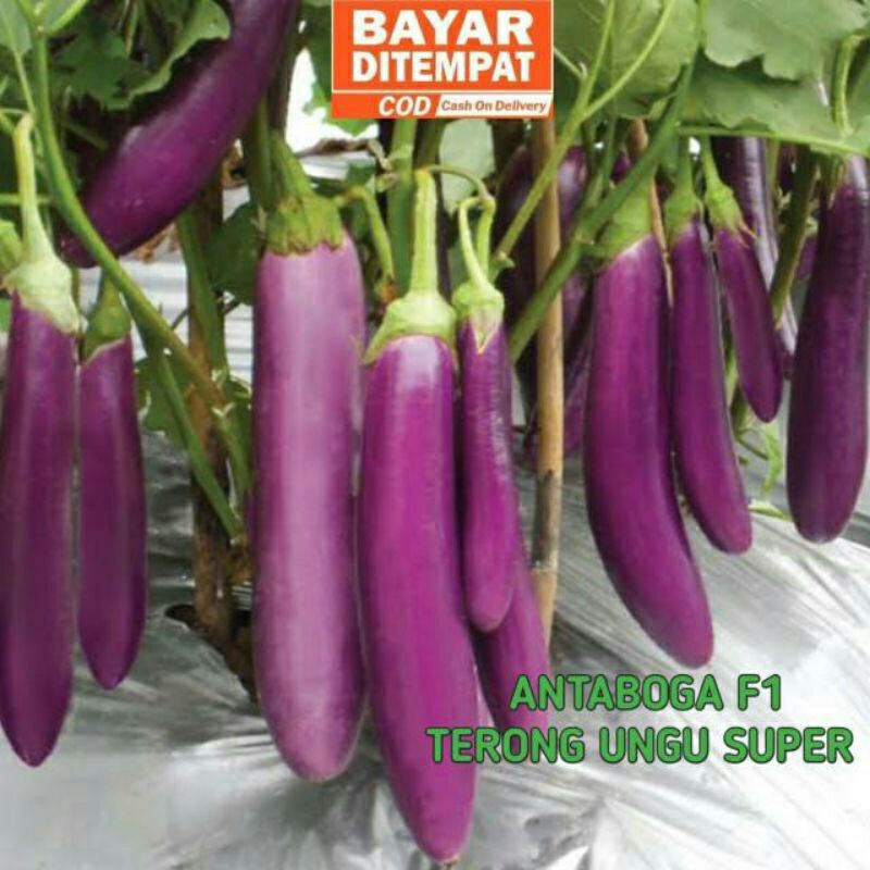 100++ benih terong ANTABOGA F1 kualitas super