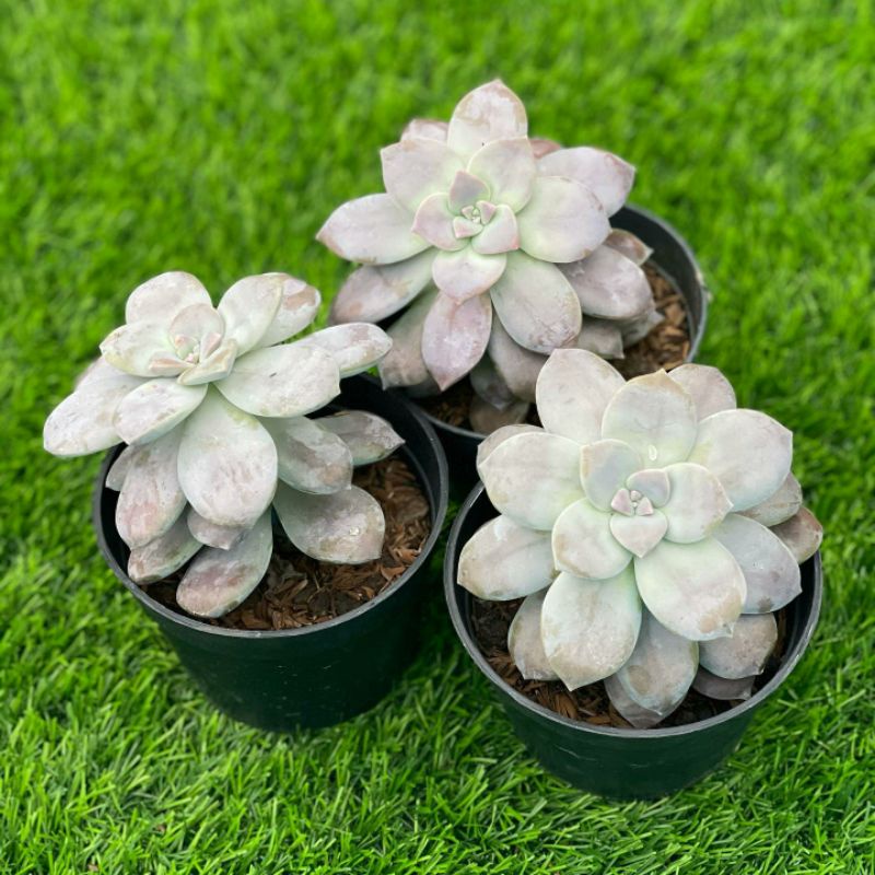 Sukulen Graptopetalum Superbum