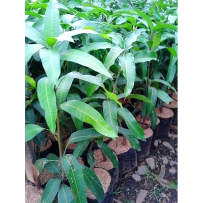 Tanaman Buah Mangga Chokanan cangkok