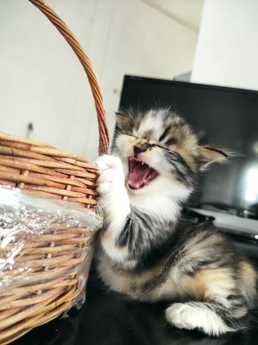 Atasan Batik 242 Series,standart-super Jumbo (s-xxl) /batik Kantor /batik Wanita Modern/baju Lebaran