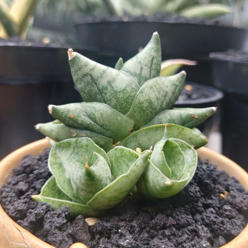 Sansivera Boncel New Clone (BNC) Gendong 2 Anak