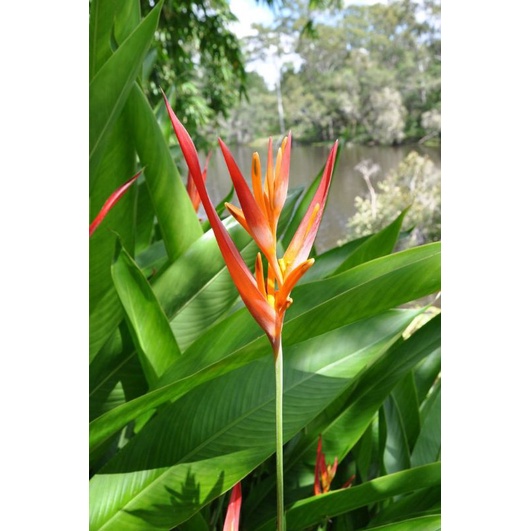 tanaman hias calathea heliconia psittacorum adromeda