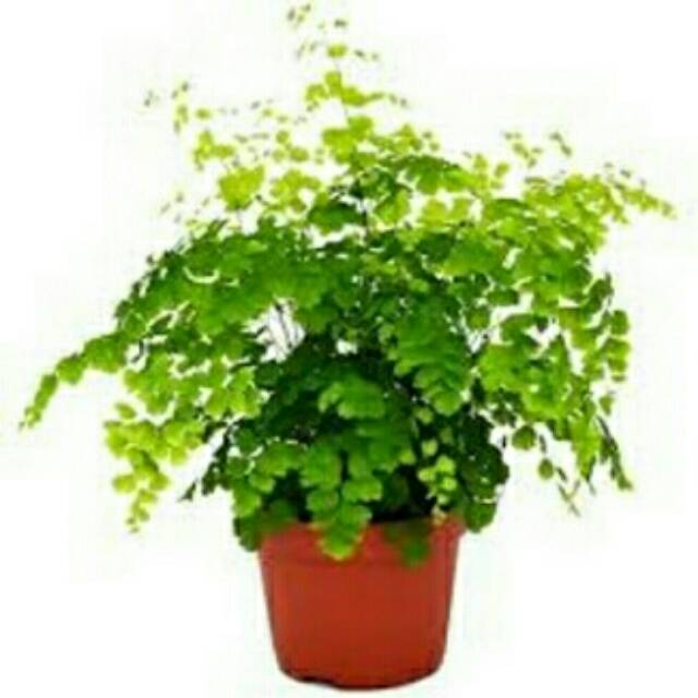 Tanaman hias Pakis suplir Tanaman hidup Pakis suplir pakis