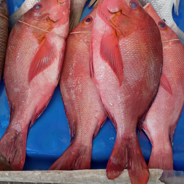 

Ikan kakap merah