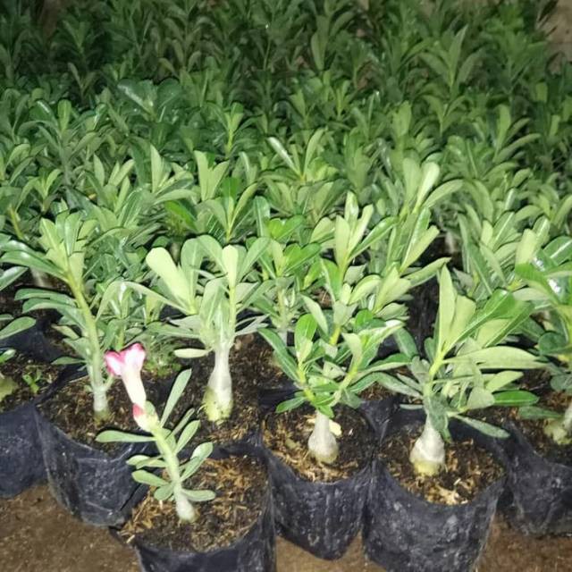 Paket 10 batang bibit bunga kamboja jepang adenium biji