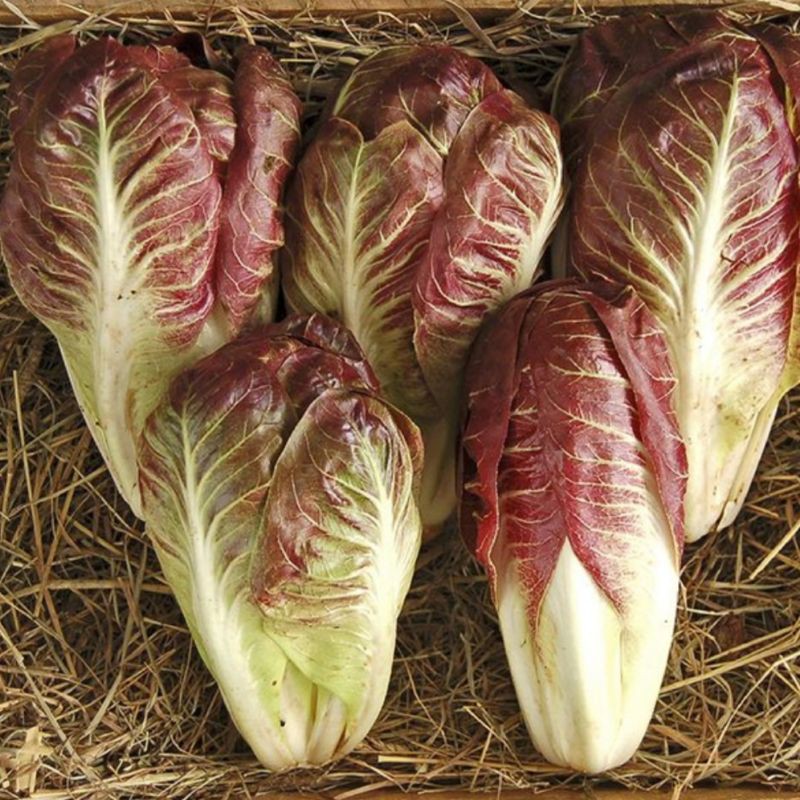 

RADICCHIO LETTUCE FRESH / SELADA RADISIO / RADICCHIO SEGAR