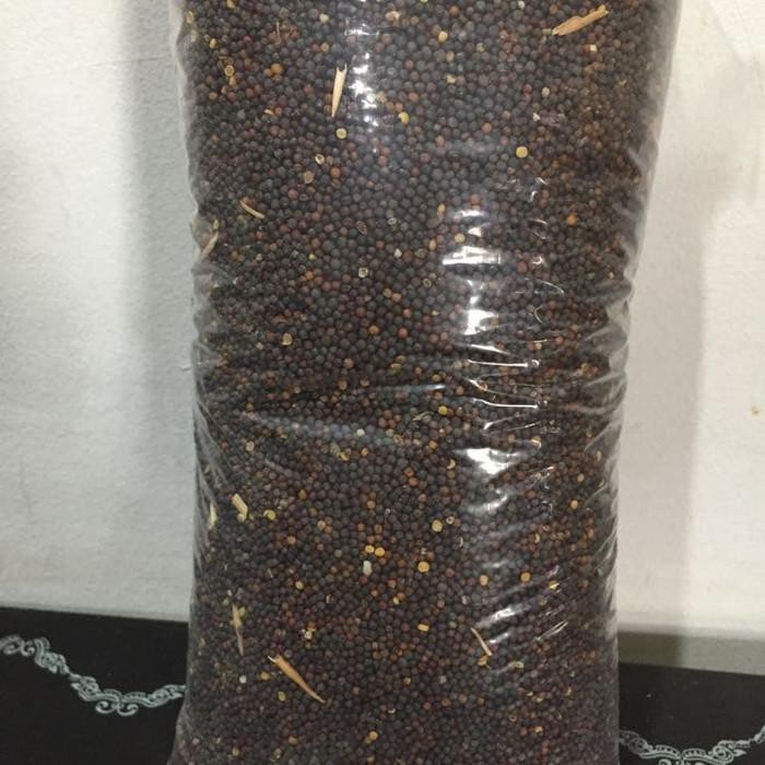 Biji Sawi - Pakan Burung