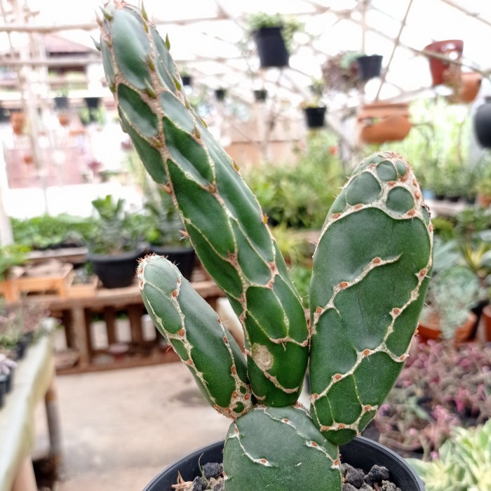 opuntia zebrina KAKTUS SUKULEN TANAMAN HIAS