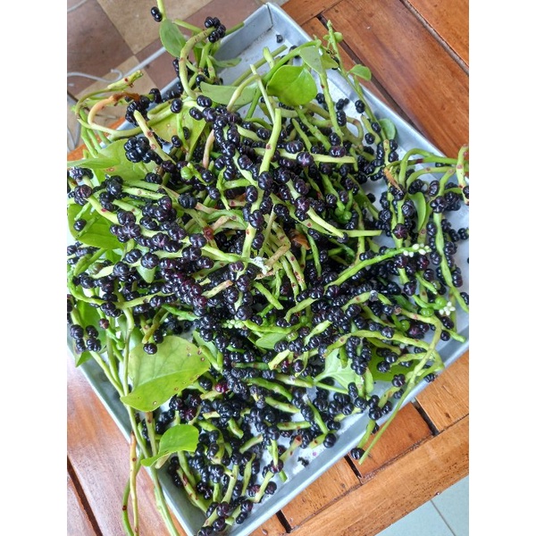 BUAH/BIJI ANGKUNG OBAT Stroke - ANGKUNG ORIGINAL