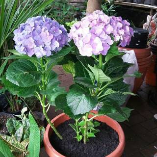 Bibit bunga pancawarna Hydrangea hortensia Shopee Indonesia