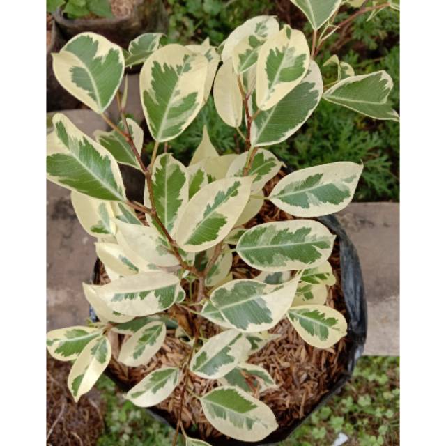 Tanaman hias/bahan bonsai beringin var ..putih