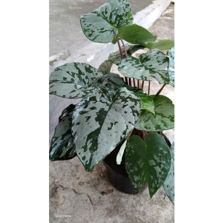 HOMALOMENA ARMY SP SUMATRA