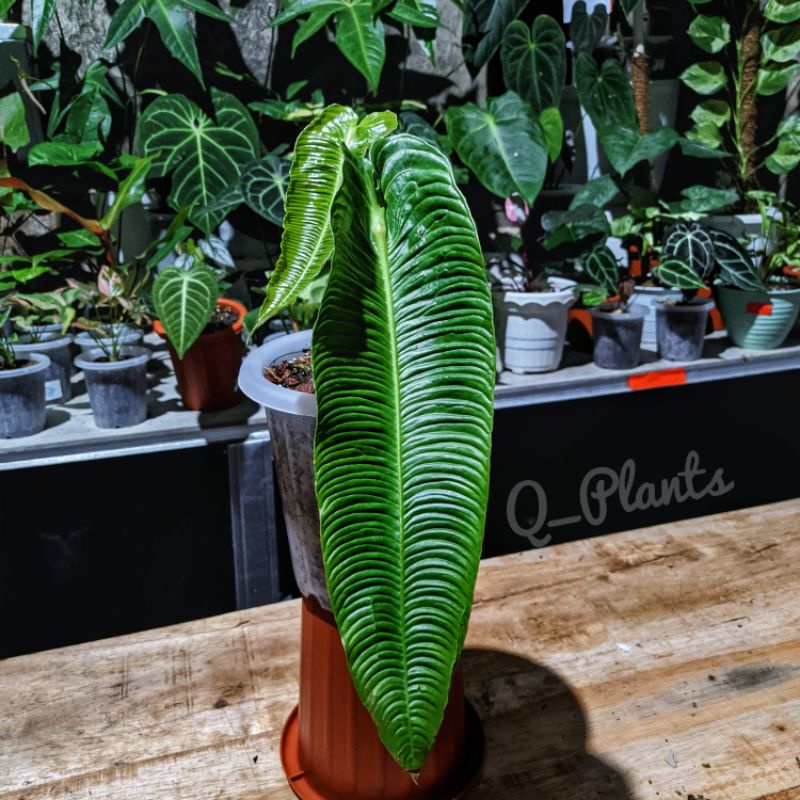 Anthurium veitchii narrow
