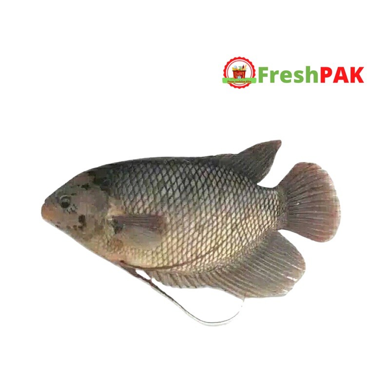 

FreshPAK - Ikan Gurame Segar per ekor ± 500gr / Ikan Gurami