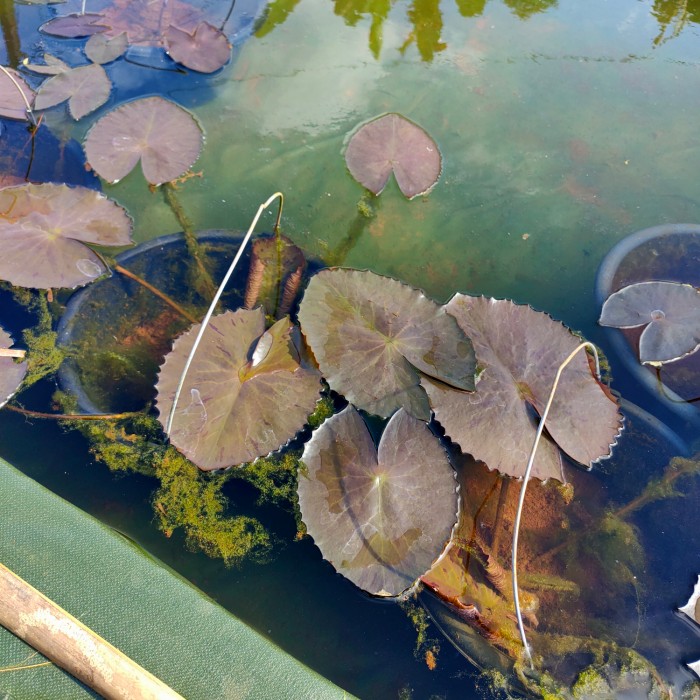 Tanaman Hias Aquascape Teratai Bunga Pink Merah - Daun Hitam Langka