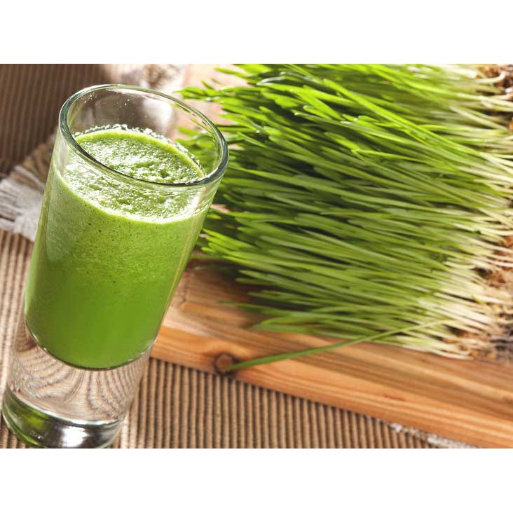 Benih-Bibit Rumput Gandum/Wheatgrass Merah Organik (Haira Seed)