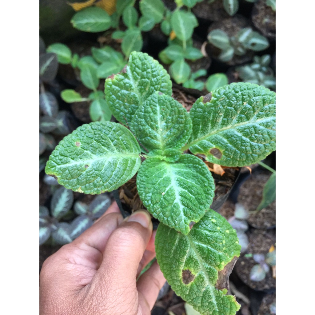 Tanaman Hias/Episcia monet/jim's dhapne choice import bunga kuning